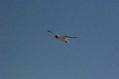 pict1158.jpg