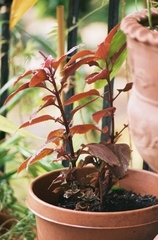 1378464-R1-022-9A.jpg