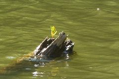 pict1712.jpg