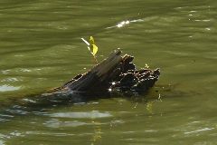 pict1715.jpg